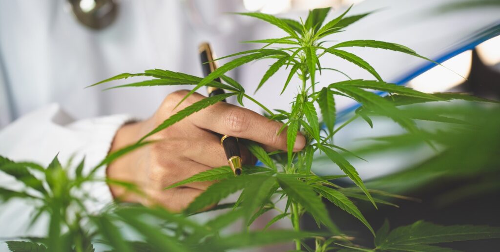 Michele Farran — 2026: O ano da consolidação da cannabis medicinal no Brasil