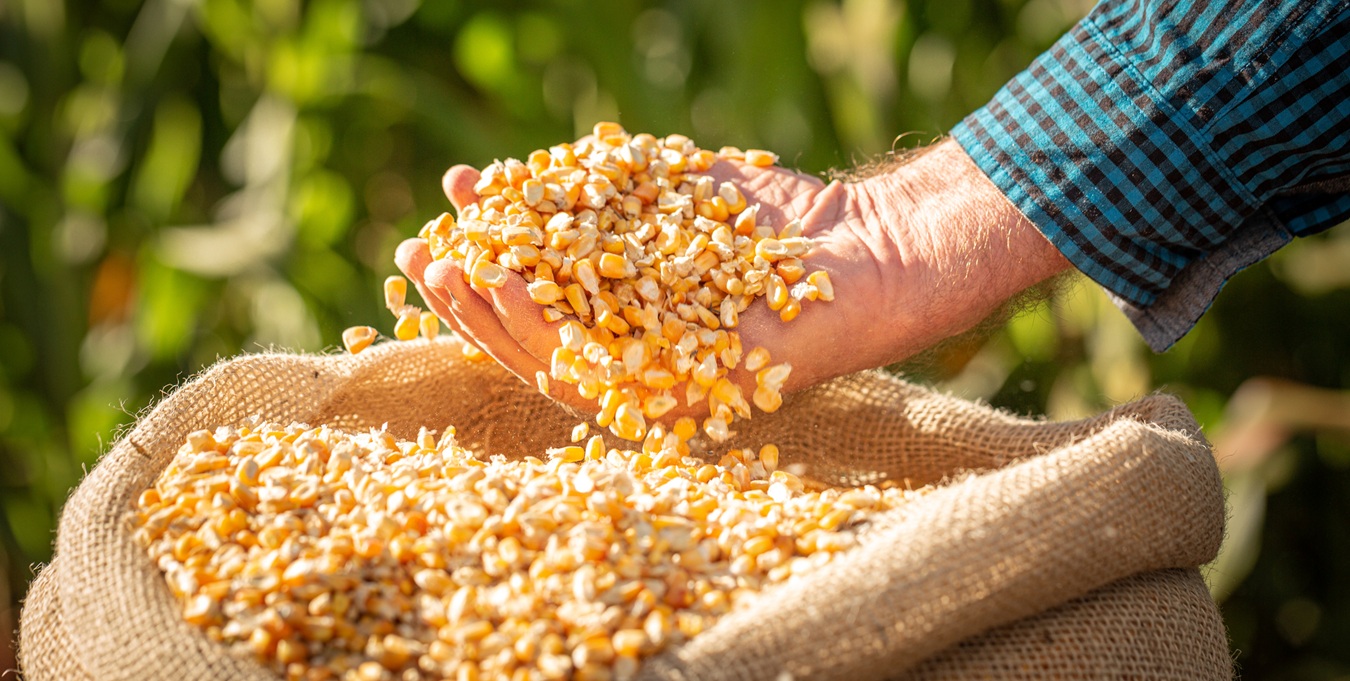Foto: Felipe Ballin/iStock