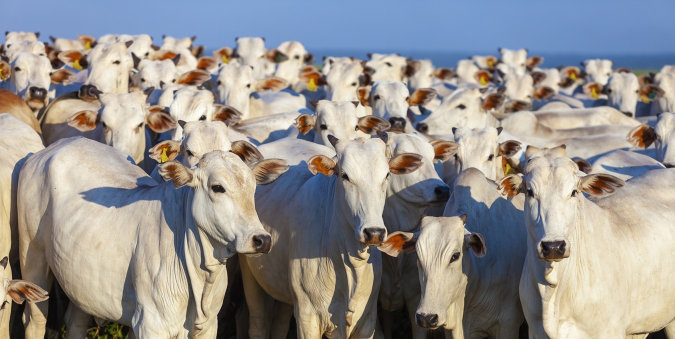 Foto: Erich Sacco/iStock