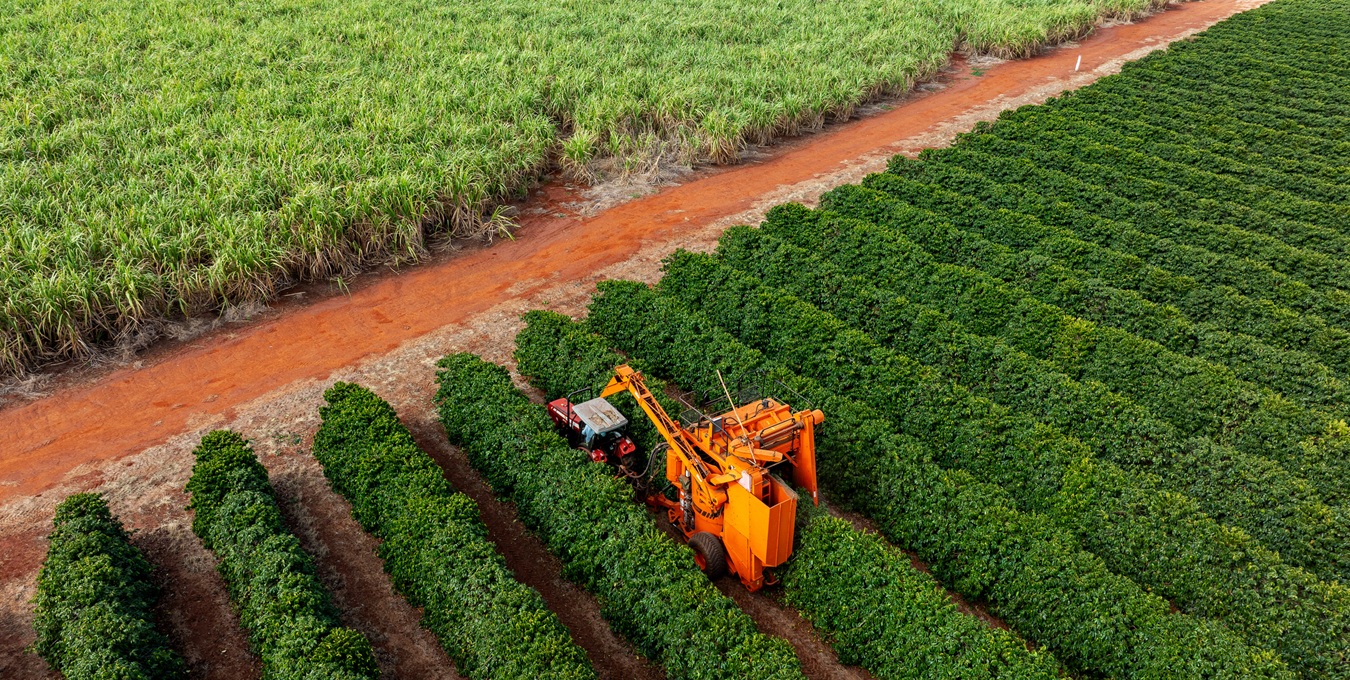 Foto: JR Slompo/iStock