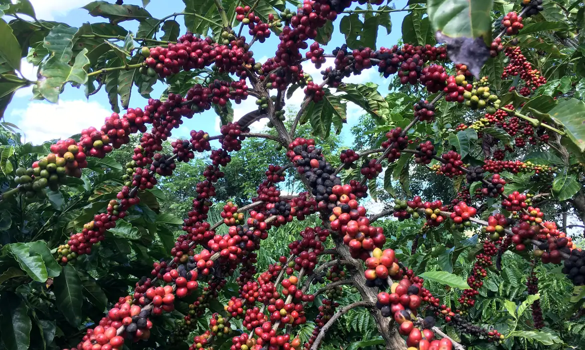 Conab prevê colheita recorde de café com crescimento de 17,1% em 2026
