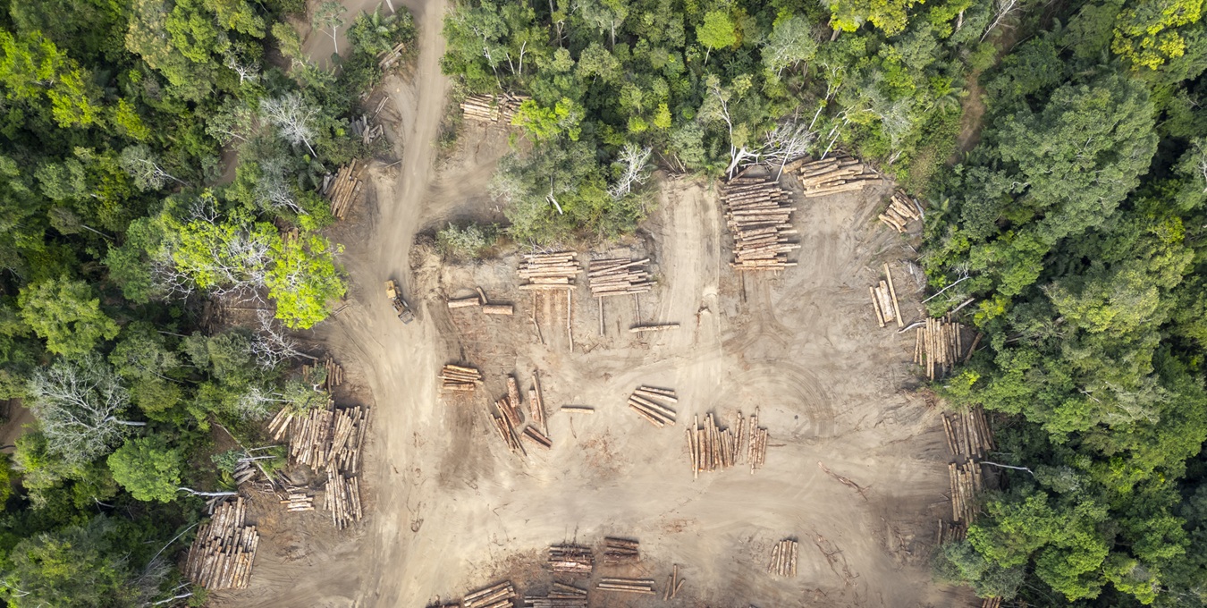 Desmatamento no Brasil cai 20,6% em 2025 e fica abaixo de 1 milhão de hectares