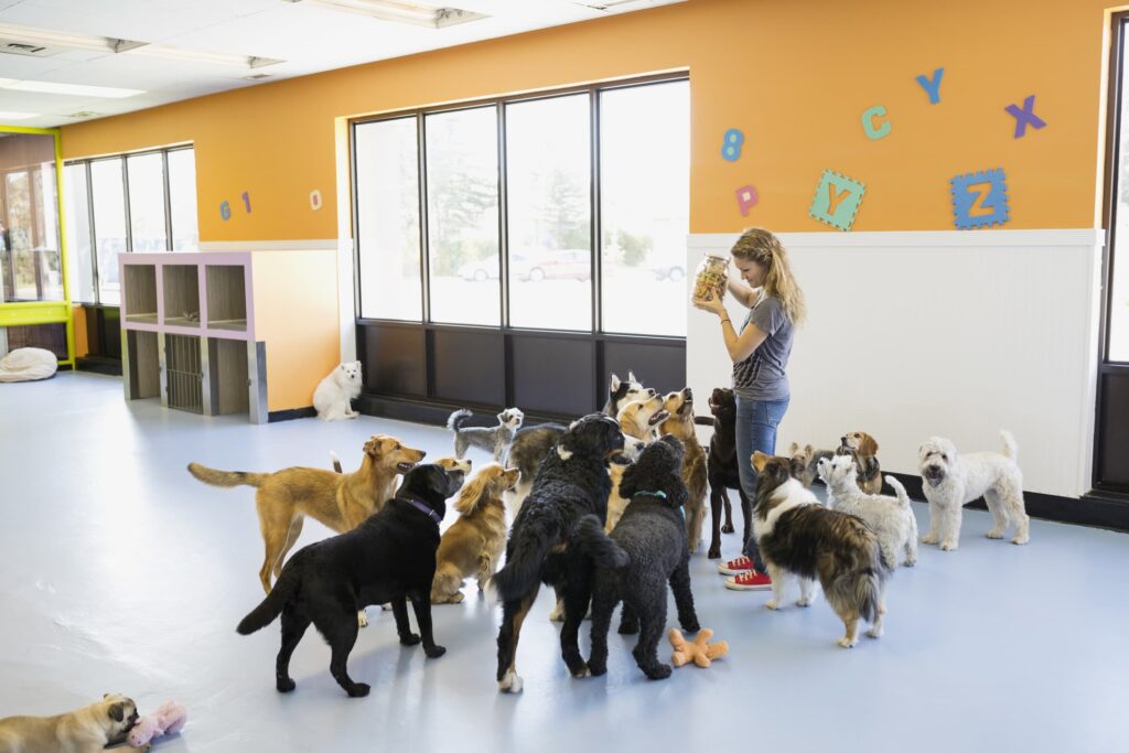 Férias: o que observar antes de deixar seu pet em um hotel ou creche e quais são os direitos do tutor